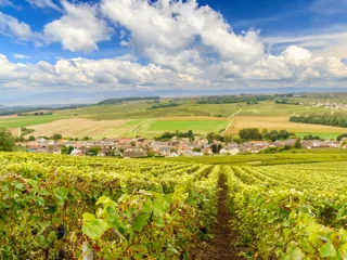 oversiktsbilde av en vingård i Champagne i Frankrike