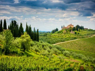 Oversiktsbilde av en vingård i Toscana