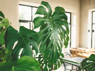 Monstera husplante