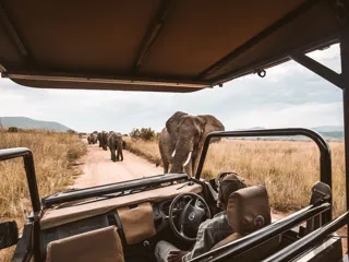 Elefanter på en vei sett fra en safari jeep i Afrika