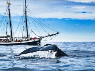 en seilskute sett fra havet og halen til en hval som svømmer rett ved